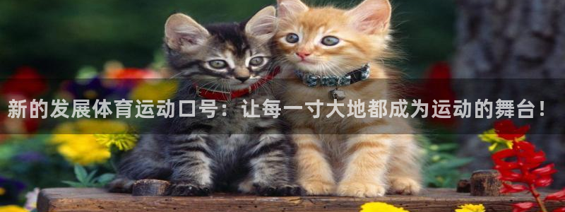 球速体育